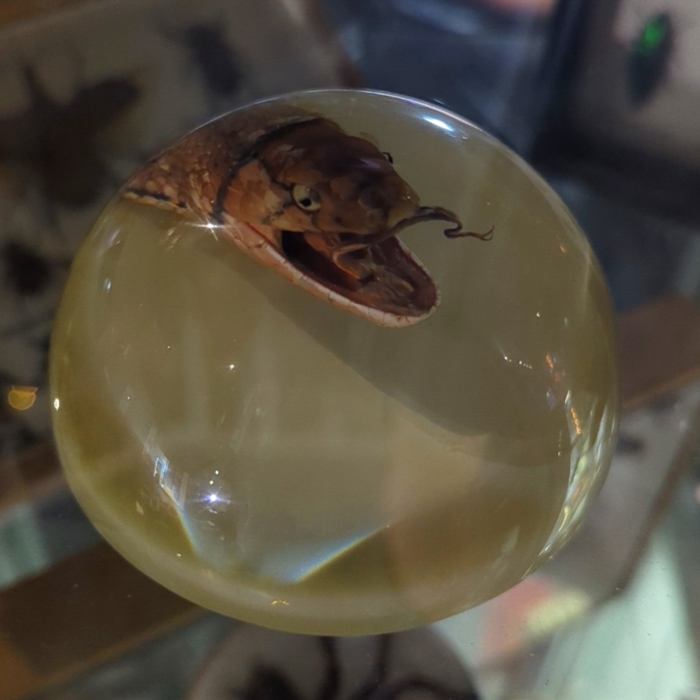 Snake Head in Resin
